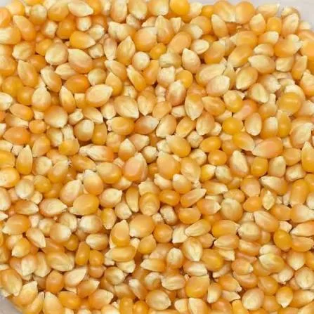 ذرة فشار *١ك